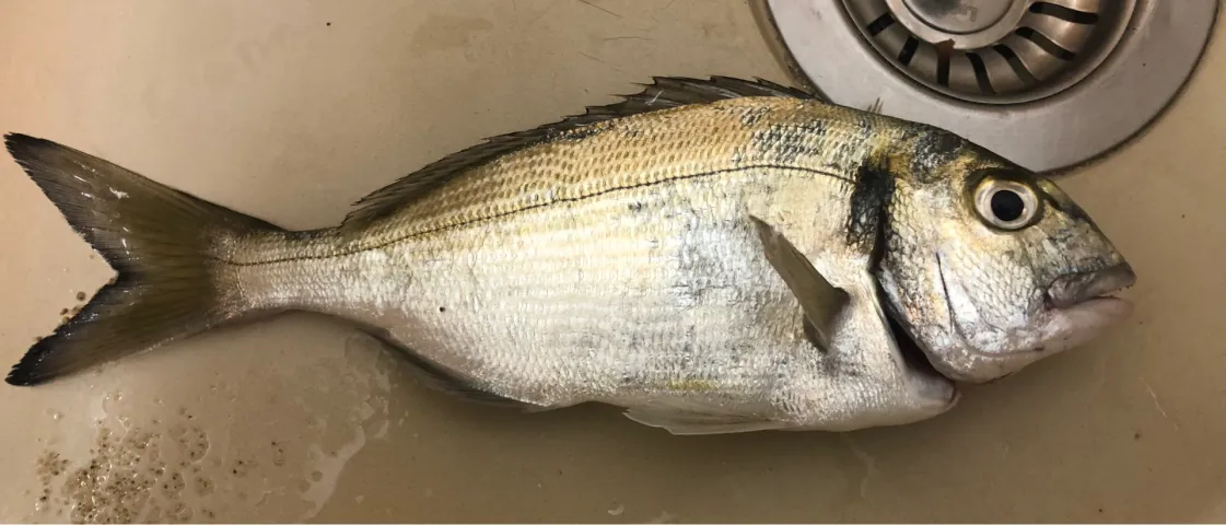 Dorade