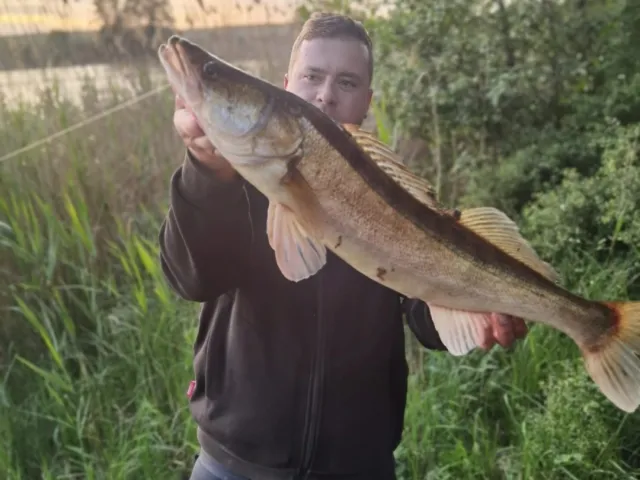 Zander