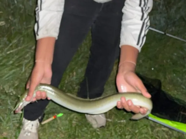 Aal