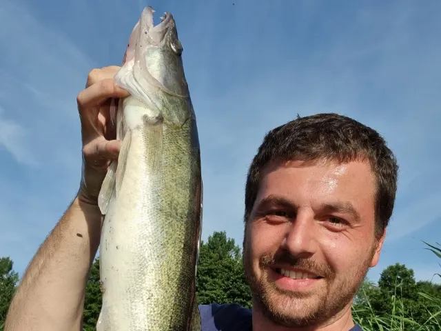 Zander
