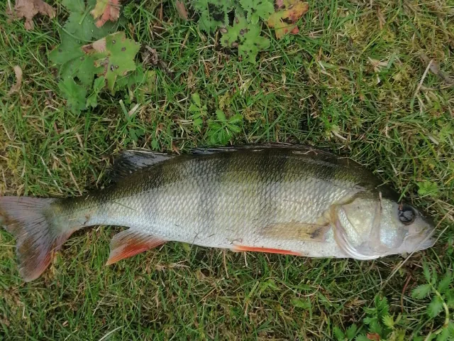 Flussbarsch