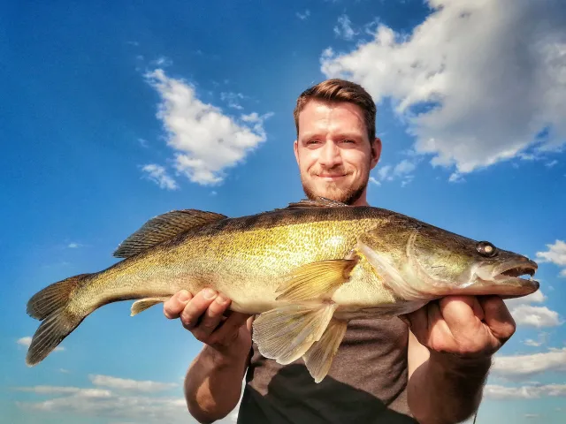 Zander