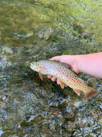 Bachforelle