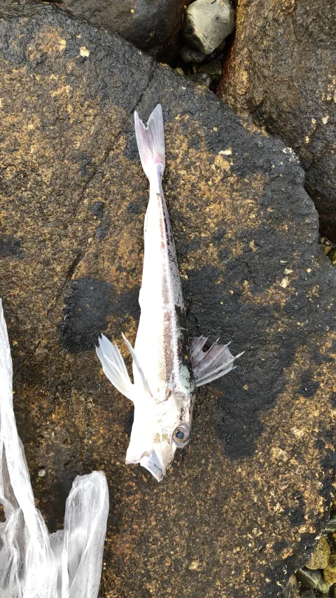 Knurrhahn (Grauer)