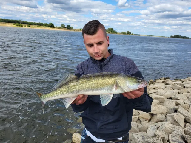 Zander