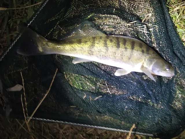 Zander