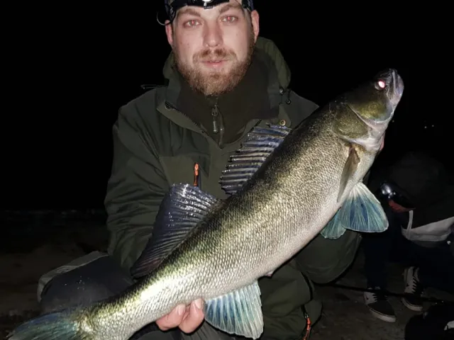 Zander
