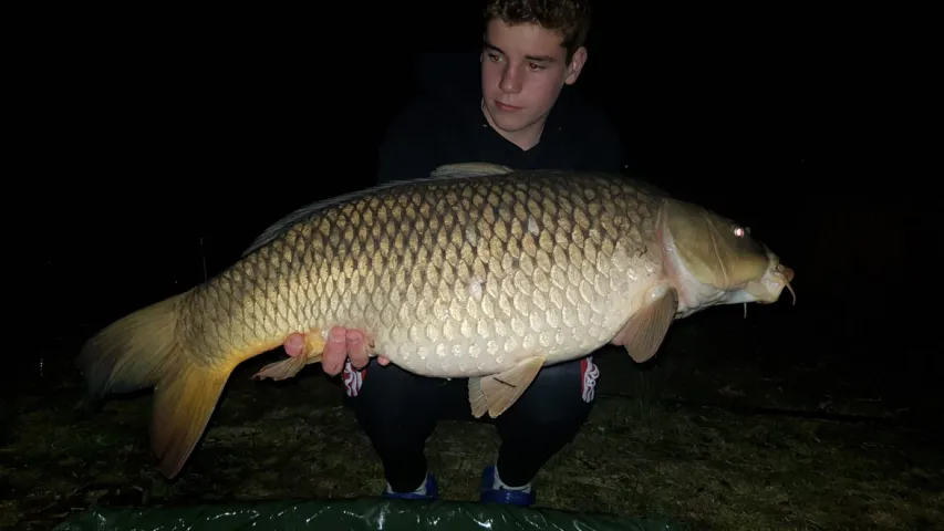Karpfen