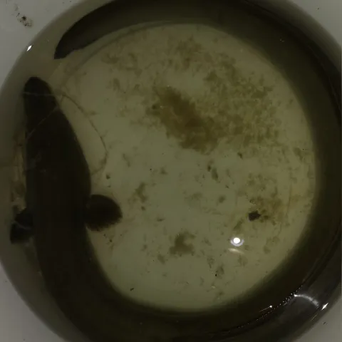 Aal