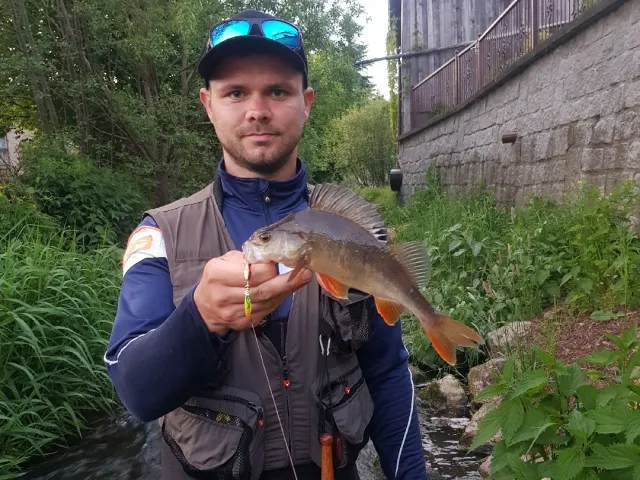 Flussbarsch