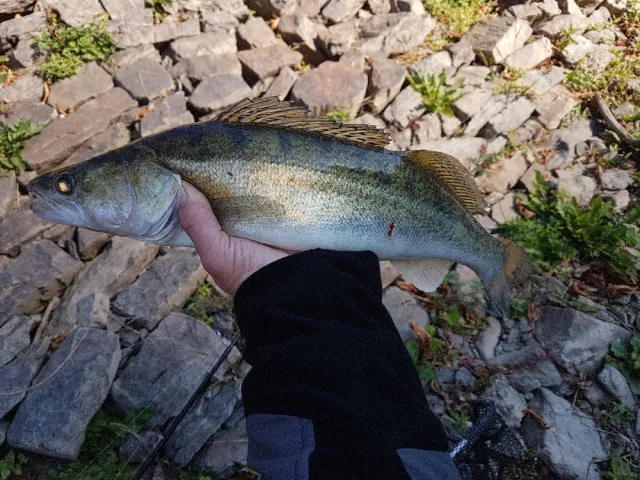 Zander