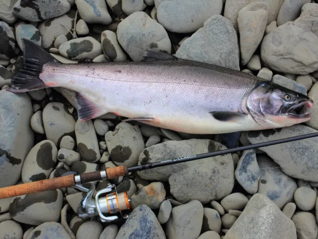 Lachs