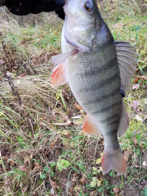 Flussbarsch