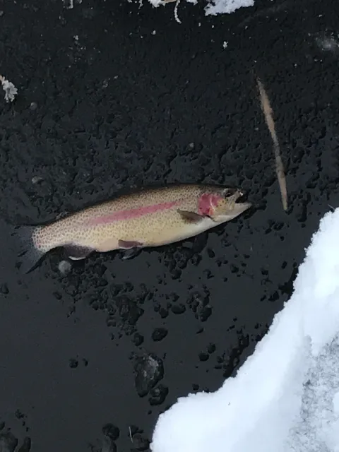 Regenbogenforelle