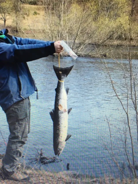 Lachs
