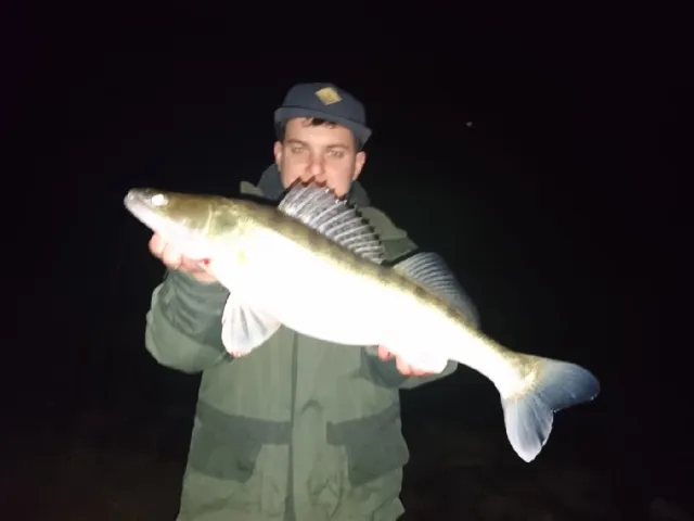 Zander