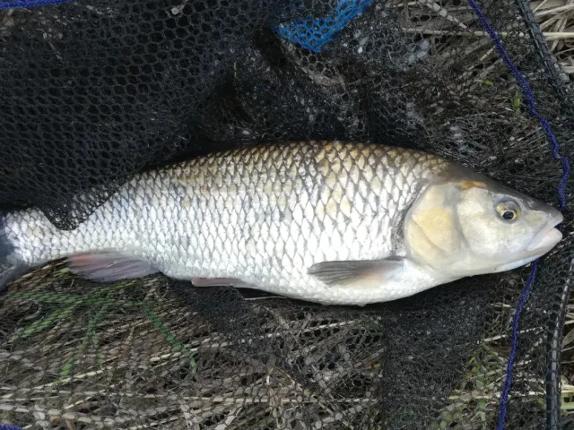 Döbel