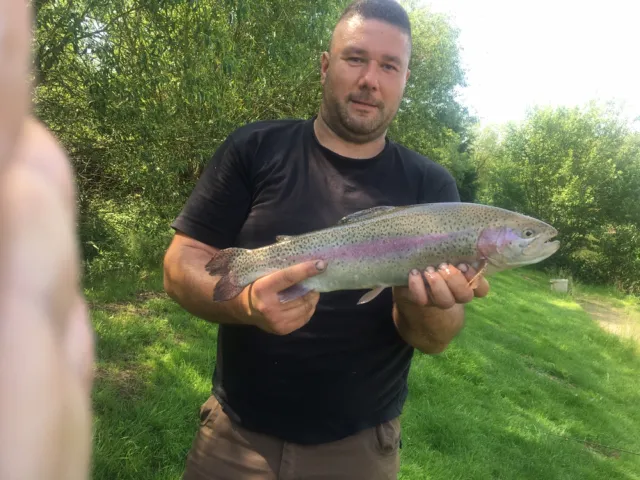 Regenbogenforelle