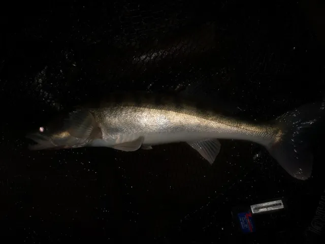Zander