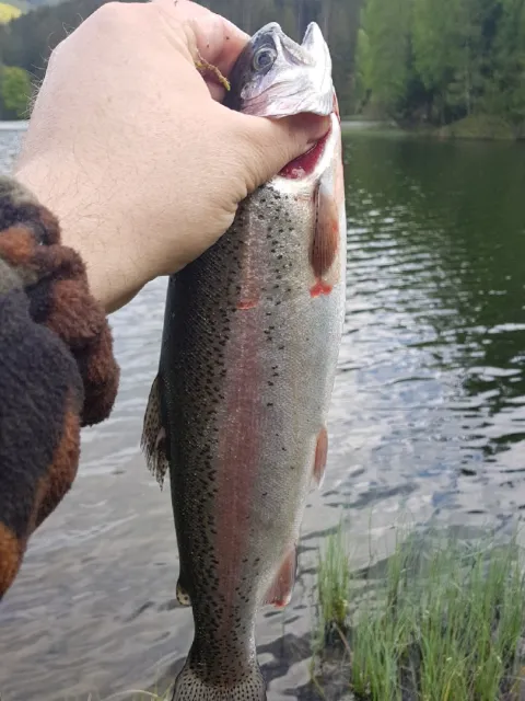 Regenbogenforelle