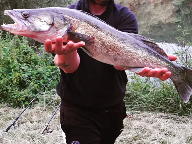 Zander