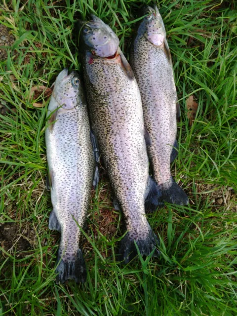 Regenbogenforelle