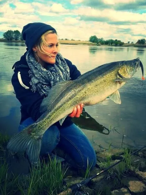 Zander