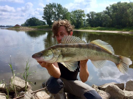 Zander