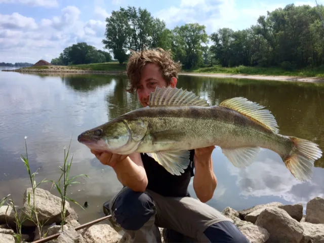 Zander