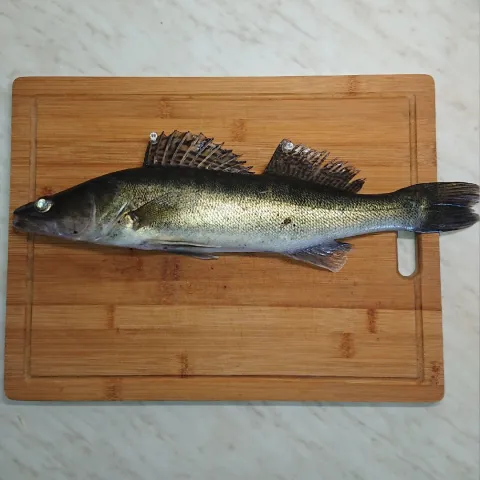 Zander