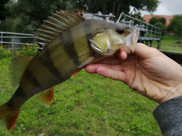 Flussbarsch