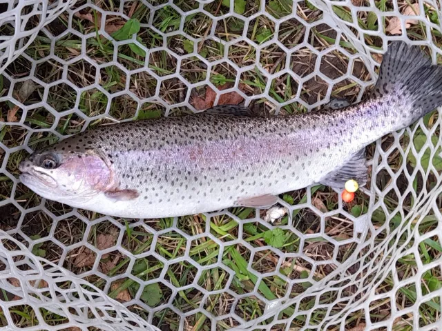 Regenbogenforelle