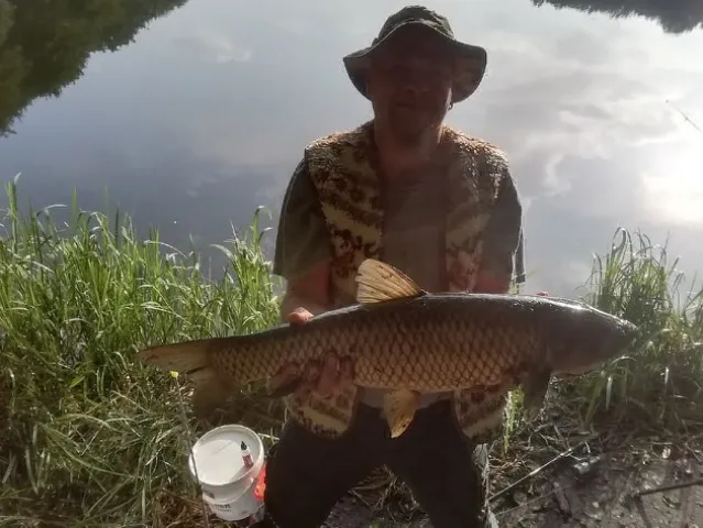 Graskarpfen