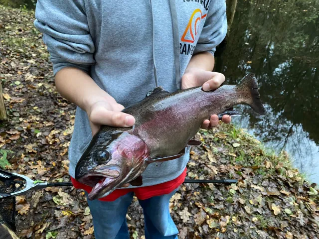 Regenbogenforelle
