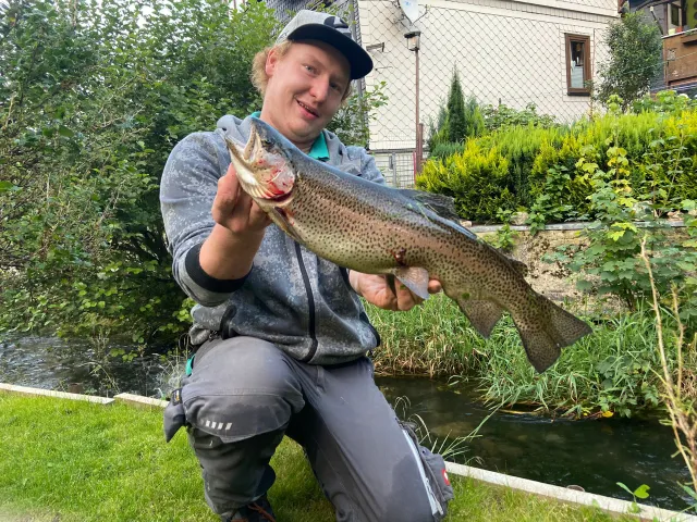 Regenbogenforelle