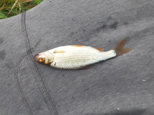 Rotauge
