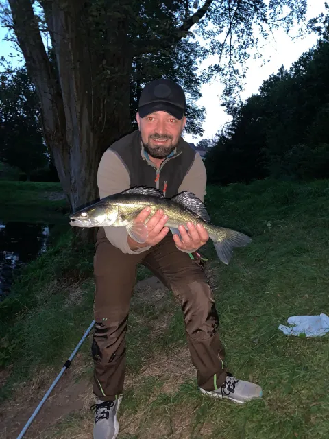 Zander