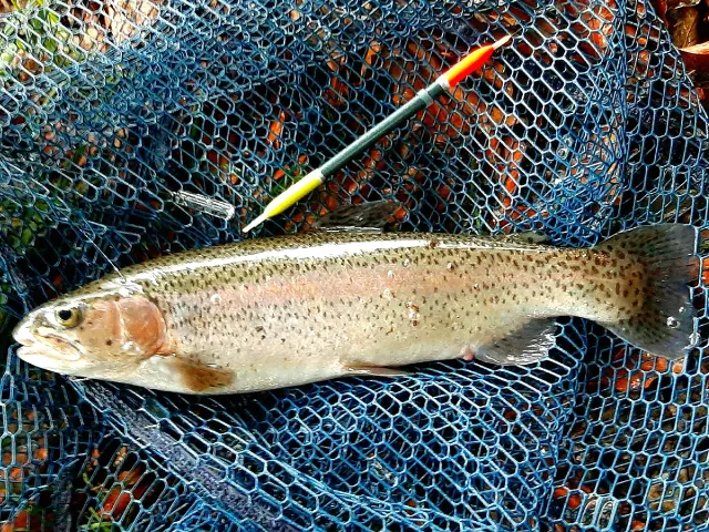 Regenbogenforelle