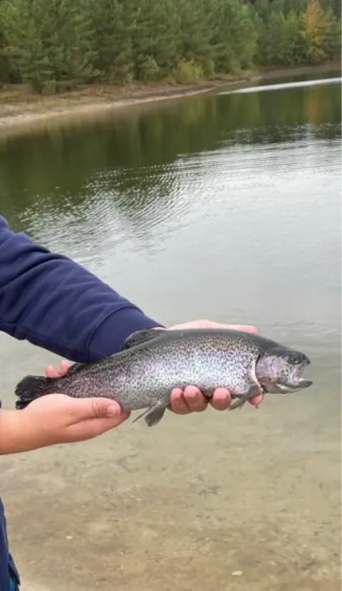 Regenbogenforelle