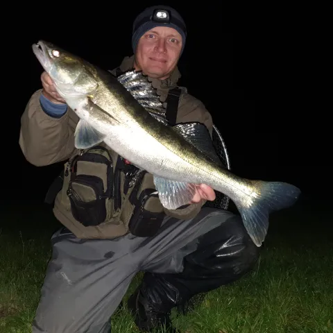 Zander