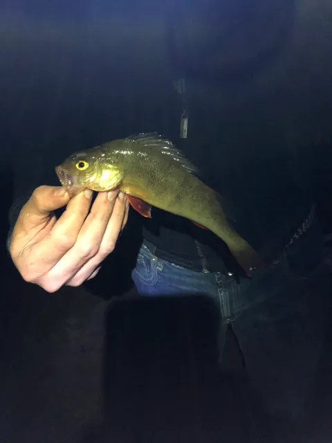 Flussbarsch