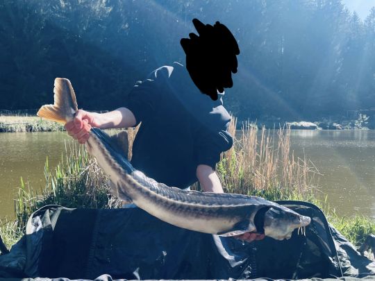 Stör