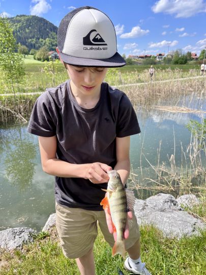 Flussbarsch