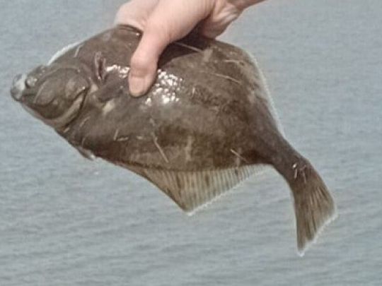 Flunder