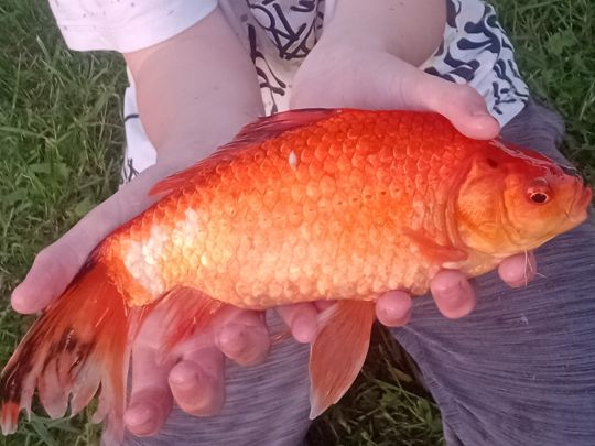 Goldfisch