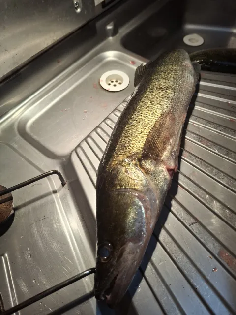 Zander