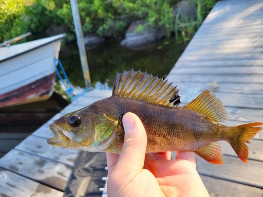 Flussbarsch