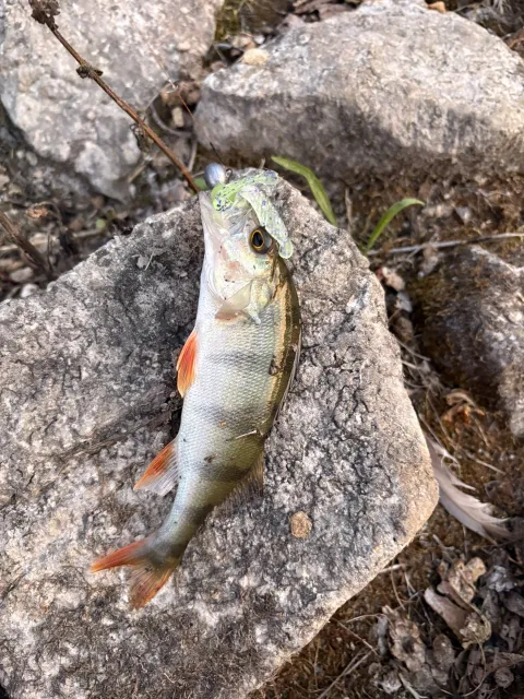 Flussbarsch