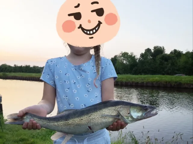 Zander