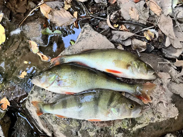 Flussbarsch